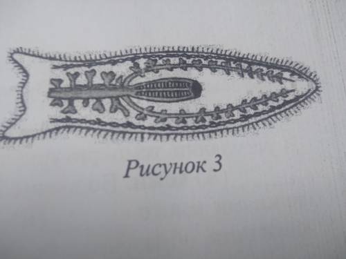 схема какой системы органов животных показана на рисунке 3?