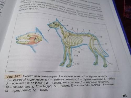 Лабораторная работа по теме Особенности строения скелета млекопитающего. 1. Рассмотрите рисунок.