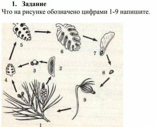 1. Задание Что на рисунке обозначено цифрами 1-9​