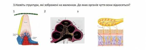 Назвiит структури, якi зображенi на малюнках. До яких органiв чуття вони вiдносяться?​