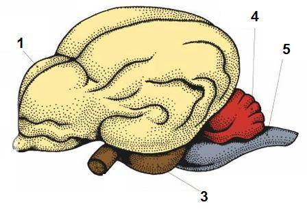 1. Отметь, какую функцию у млекопитающих выполняет отдел головного мозга, обозначенный цифрой 4. мле