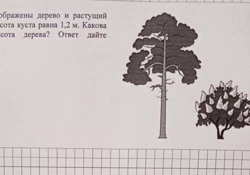 . На рисунке изображены дерево и растущий рядом куст. Высота куста равна 1,2 м. Каковапримерная высо