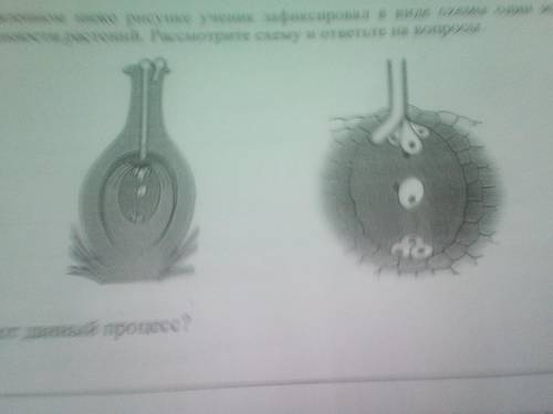 1.Как называется данный процесс? 2.Знание в области какой батанической науки позволит ученику изучит