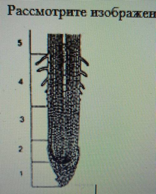 No 2. Рассмотрите изображение и выполните задание.2А) Отметьте на рисунке корня корневой чехлн.Б) Ка