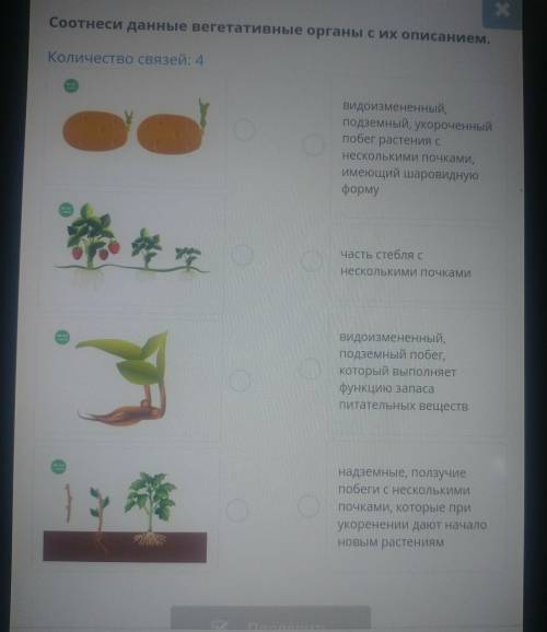 Соотнеси данные вегетативные органы с описанием. Количество связей: 4 !​