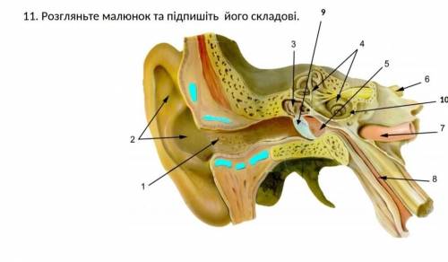 Розгляньте малюнок , підпишіть його складові .Будь ласочка до іть.Буду дуже вдячна.​