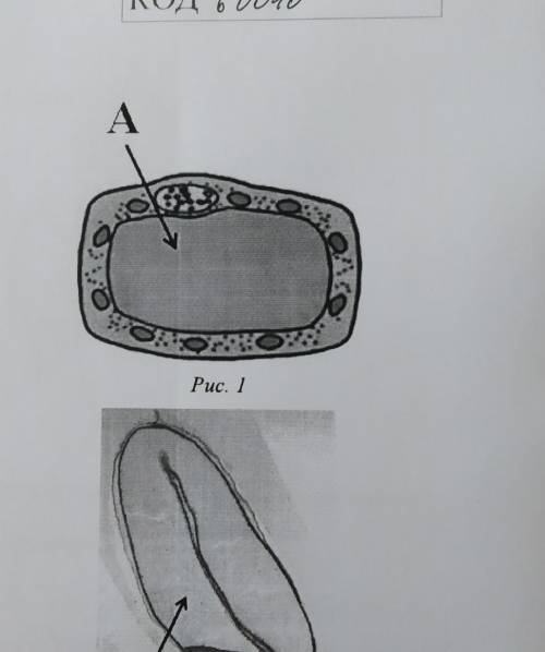 3 3.1. Рассмотрите рисунокрастительнойклетки (рис. 1). Какая структура клеткиобозначена на рисунке б