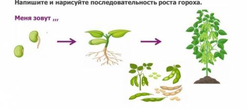 , Напиши последовательность роста гороха, Меня зовут ,,,