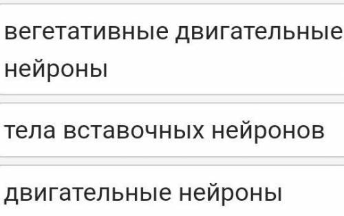 Установите соответствие между участками серого вещества спинного мозга и нейронами, которыми они обр