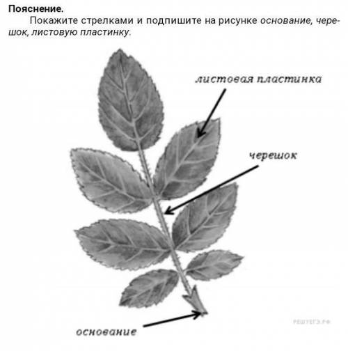 5.1. Покажите стрелками и подпишите на рисунке основание, черешок, листовую пластинку. 5.2. Чем слож