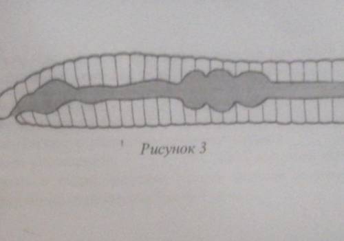 7 СхемакакойСистемы органовживотных показана на рисунке 3?1) Пищеварительной2) Дыхательной3) Нервной