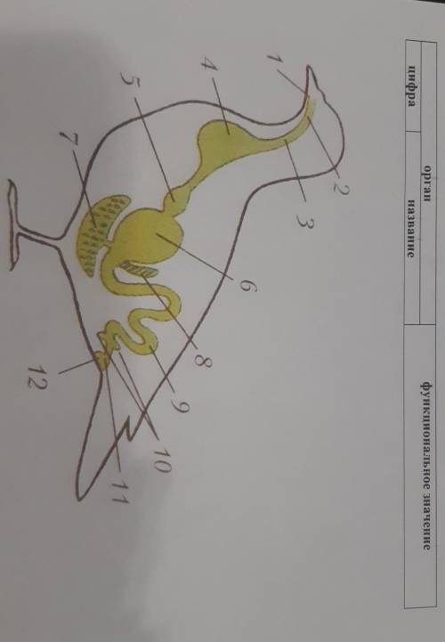 Назовите органы пищеварительной системы птицы обозначенные на рисунке цифрами сделайте таблицу ​