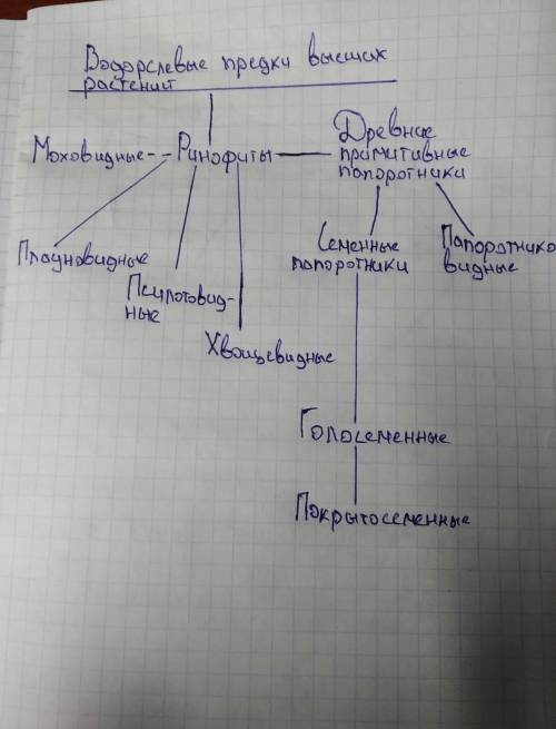 Составить схему происхождение различных групп растений