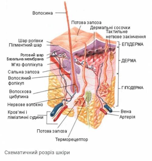 Рецептори шкіри які забезпечують життєдіяльність людського організму.​