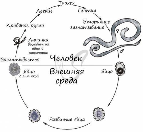 Нарисуйте схему Развитие аскариды. Маленькое поле надо маленький рисунок.