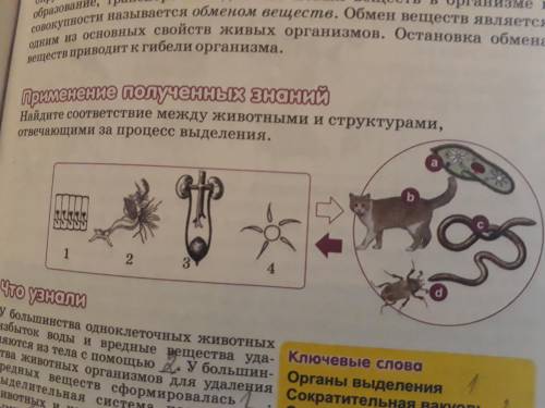 Найдите соответсвие между животными и структурами отвечающими за процесс выделения