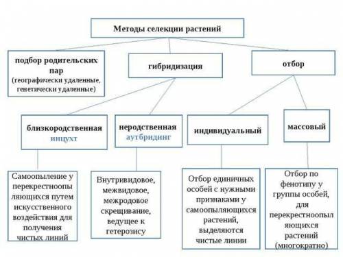 Методы селекции растений и животных схема​