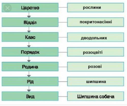 Определите положение шиповника собачьего в системе растительных организмов и заполните пропуски в сх