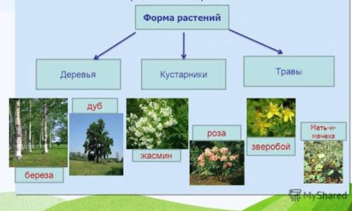 6. Изучив текст параграфа и рисунок 52, заполните схему.Жизненные формы растений​