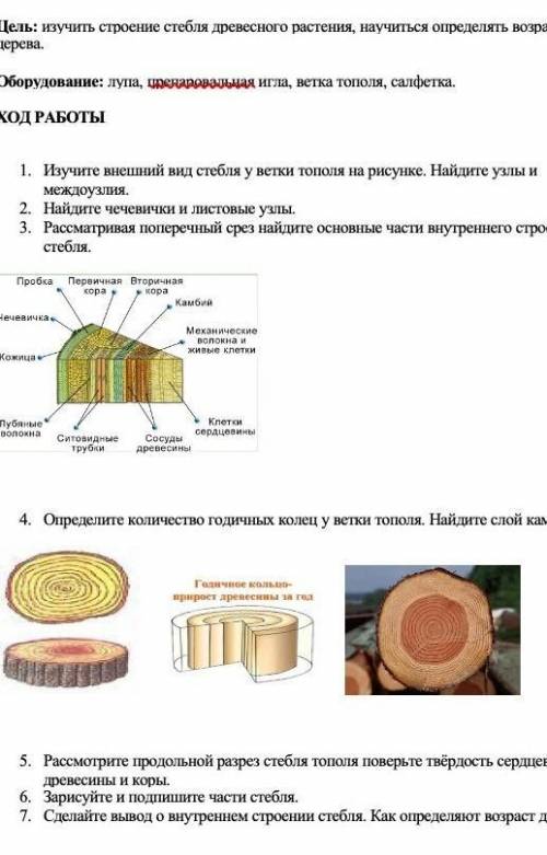 Хлп биология лабораторная работа №11​