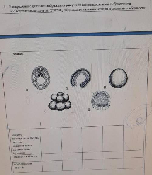 4. Распределите данные изображения рисунков основных этапов эмбриогенеза последовательно друг за дру