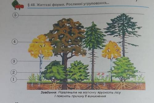 Розгляньте на малюнку ярксність лісу і посніть причину її виникнення(на фото)​