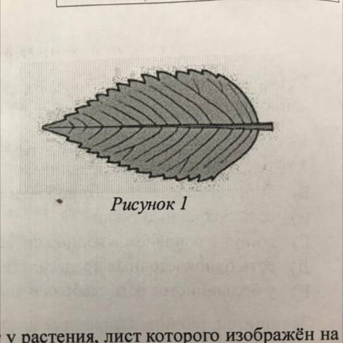 10 Какой тип корневой системы, вероятнее всего, будит у растения, лист которого изображен на рисунке