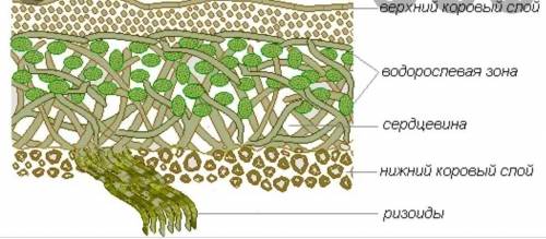 Установіть відповідність між цифрами на малюнку та назвами структурних компонентів в будові лишайник