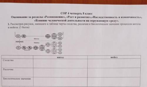 Сходства и различия митоз и мейоз