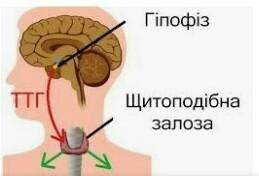 Місце розташування гіпофіз​