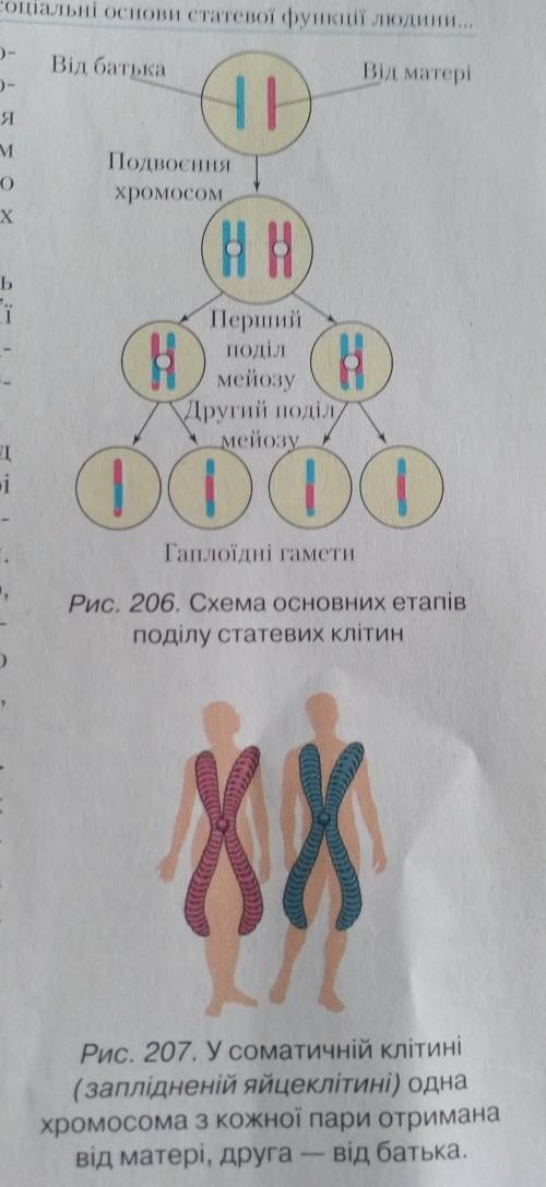 Користуючись рис. 206 і 207, поясніть, чому в соматичних клітинах і заплідненій яйцеклітині (зиготі)