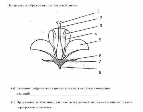 На рисунке изображен цветок Тигровой лилии а) и б)