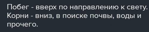 Если прорастить семена гороха в темноте, молодые проростки будут обладать большой скоростью роста, к