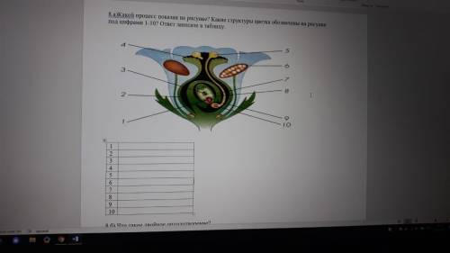 8.а)Какой процесс показан на рисунке? Какие структуры цветка обозначены на рисунке под цифрами 1-10?