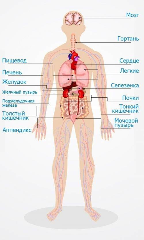 Какие органы расположены в теле человека​