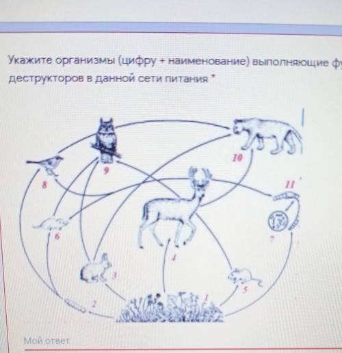 Укажите организмы (цифру + наименование) выполняющие функцию деструкторов в данной сети питанияМой о