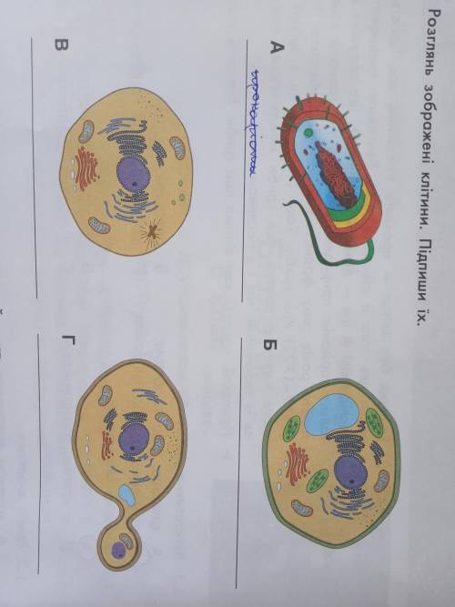 Розглянь зображенні клітини. Підпиши їх.