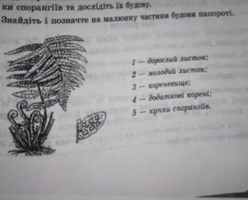 Ки спорангіїв та дослідіть їх будову. 4. Знайдіть і позначте на малюнку частини будови папороті.1 - 