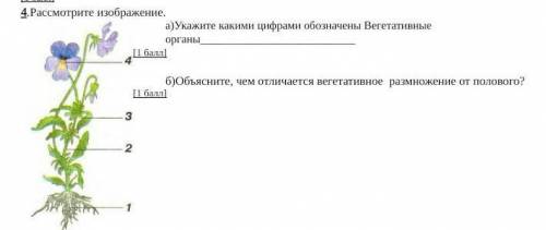 А) укажите какими цифрами обозначены вегетативные органы на фото б) Объясните, чем отличается вегета