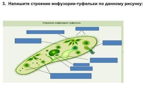 3. Напишите строение инфузории-туфельки по данному рисунку: (8 б) ​