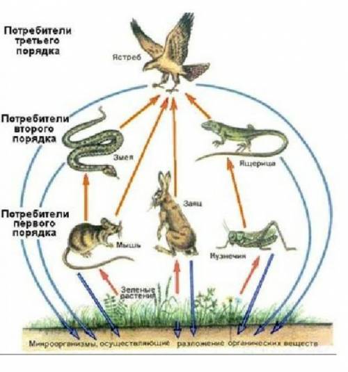  Используя данную экосистему, составьте экологическую пирамиду.  (b) Объясните переход энергии и вещ