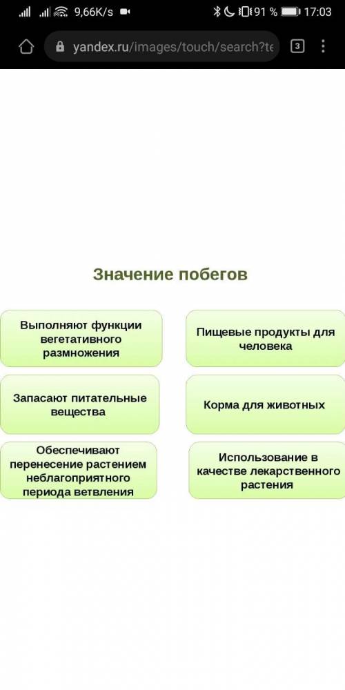 Строение и значение побегов у растений ​