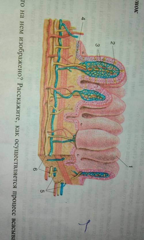 по биологии Рассмотрите рисунок. Что на нем изображено? Расскажите как осуществляется процесс всасыв