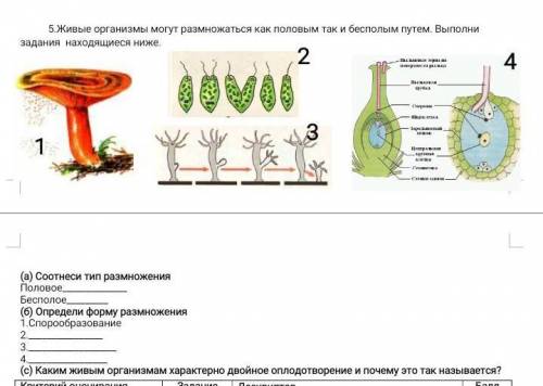 5.Живые организмы могут размножаться как половым так и бесполым путем. Выполни задания находящиеся н