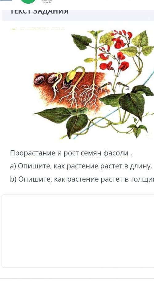 Прорастание и рост семян фасоли . а) опишите, как растение растет в длину б) опишите, как растение р