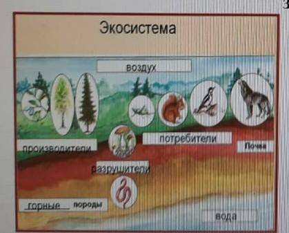 На рисунке представленна экосистема А) используя данные на рисунке ​