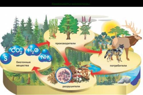 На рисунке представлена экосистема. (a) Используя данные на рисунке, составьте экологическую пирамид