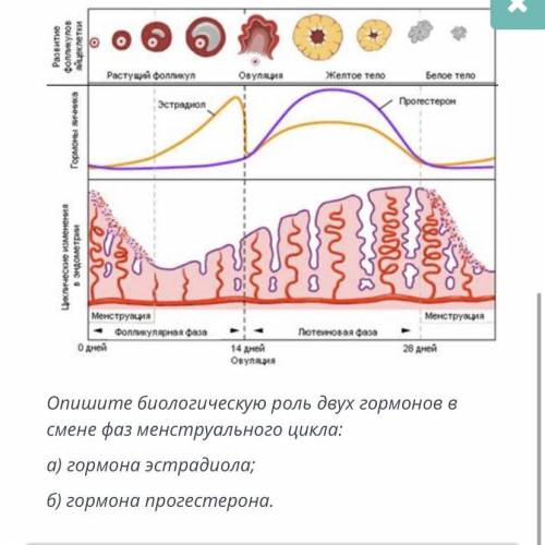 Опишите биологическую роль двух гормонов в смене фаз менструального цикла: а) гормона эстрадиола; b)