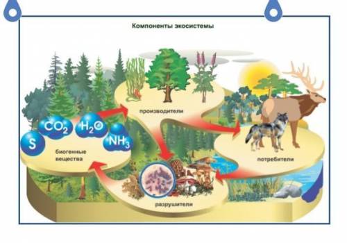 Используя данные на рисунке, составьте экологическую пирамиду. ​