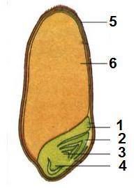Рассмотри рисунок и ответь на вопрос. Что на рисунке обозначено цифрой 2? Семядоля Эндосперм Стебелё